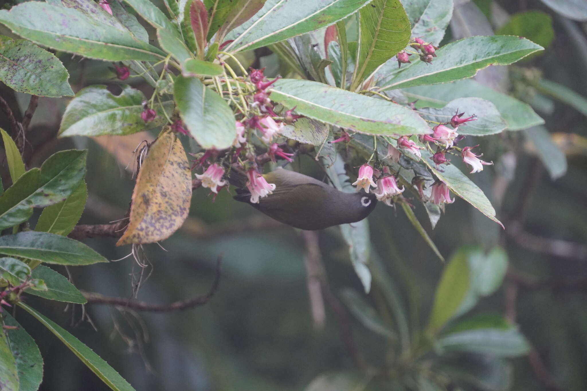 Zosterops olivaceus (Linnaeus 1766) resmi