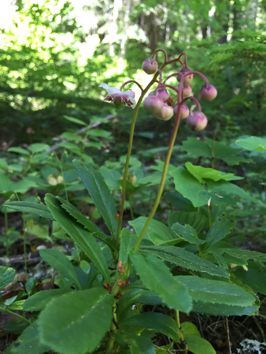 Image of pipsissewa