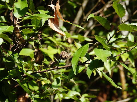 Imagem de <i>Eriophyes hoheriae</i>