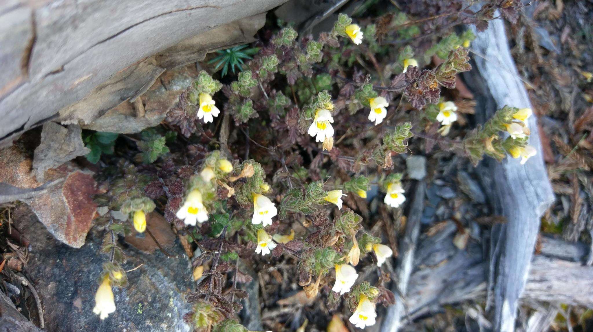 Image of Euphrasia transmorrisonensis var. durietziana (Ohwi) T. C. Huang & M. J. Wu