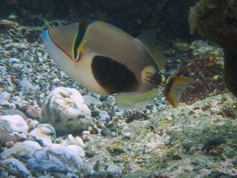 Image of Black patch triggerish