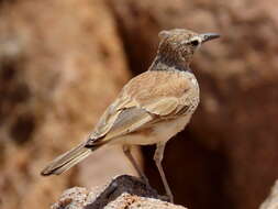 Image of Karoo Long-billed Lark