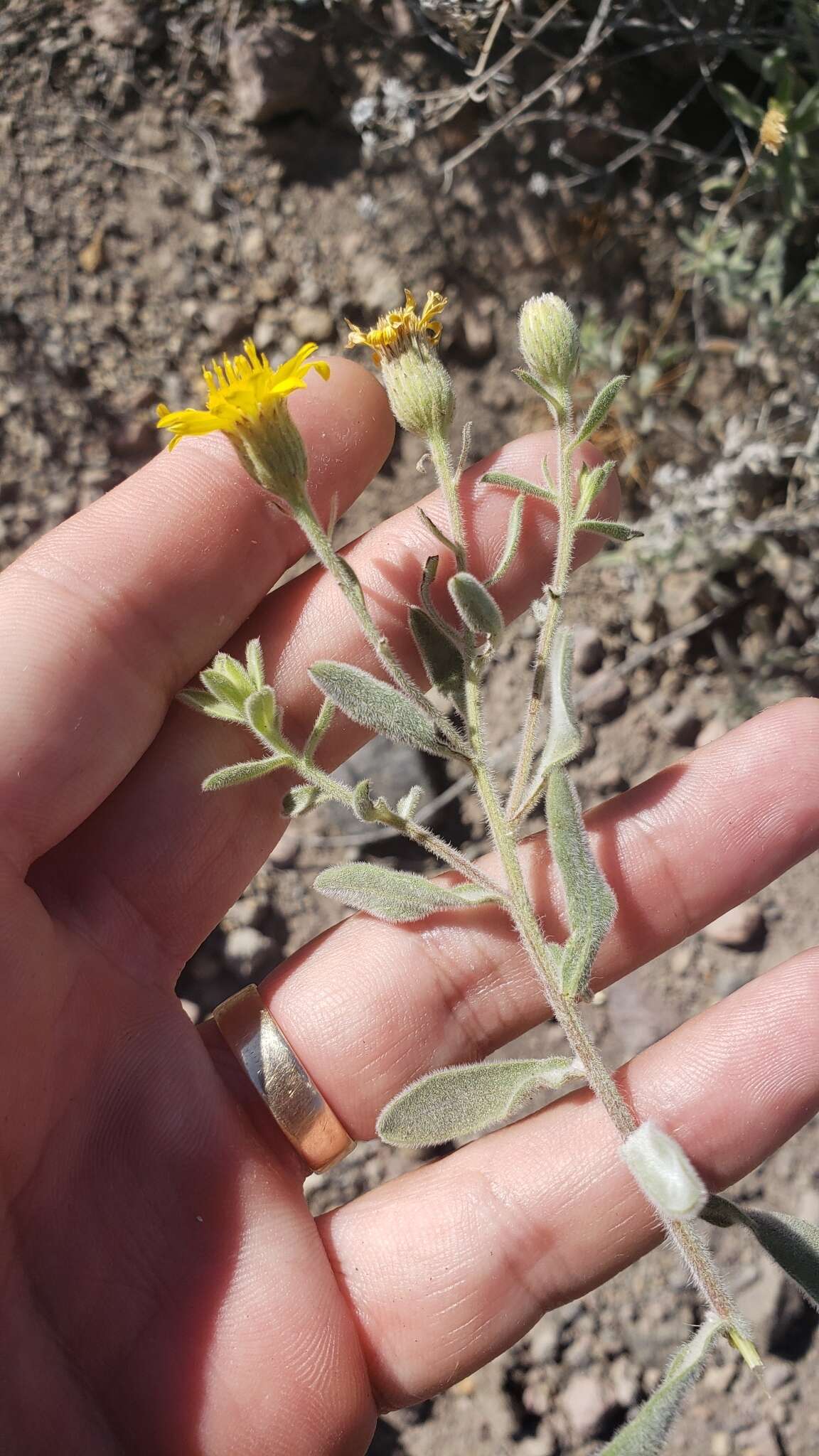 Image of Heterotheca orovillosa G. L. Nesom