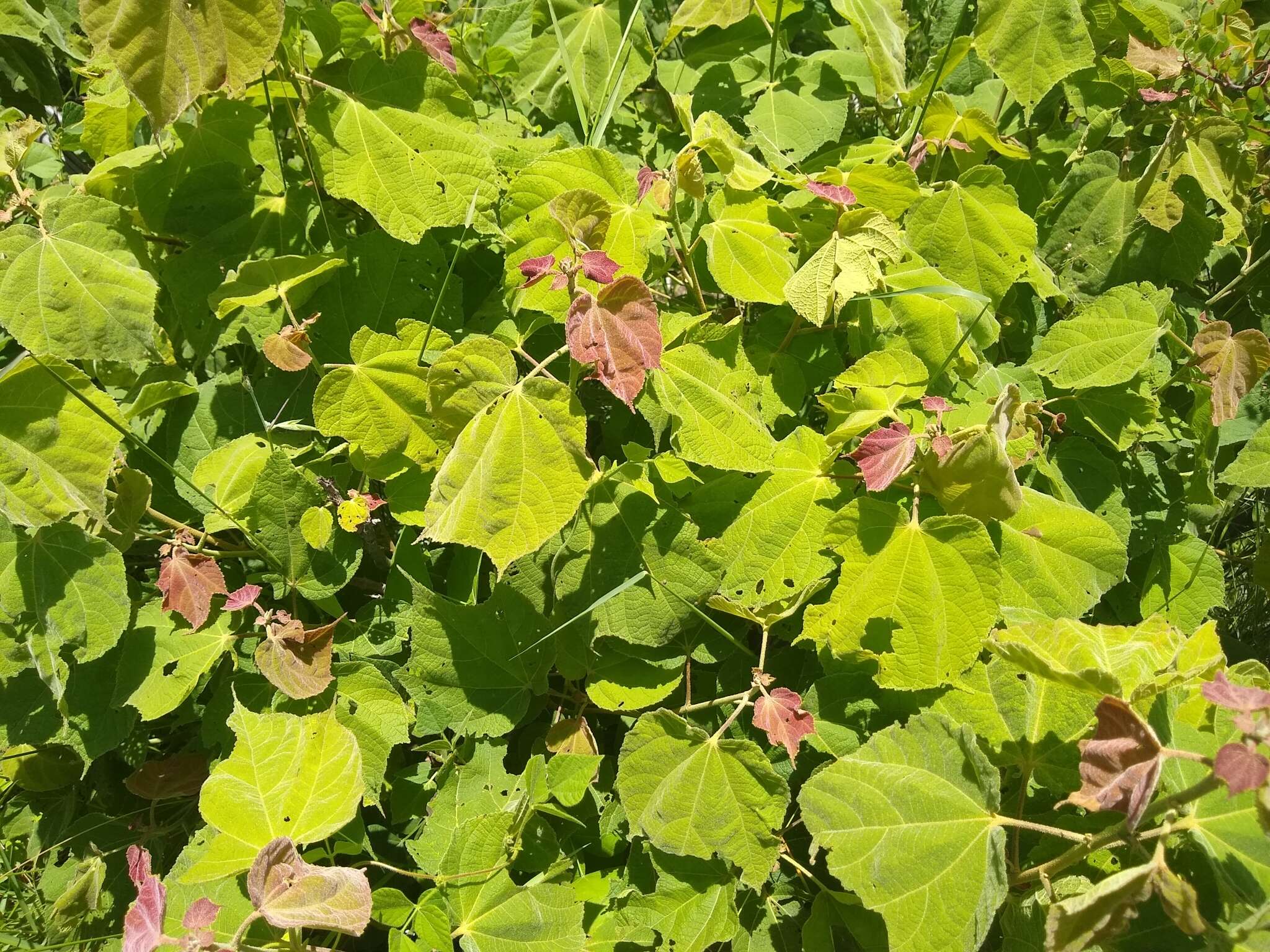 Image of Heliocarpus terebinthinaceus (DC.) Hochr.