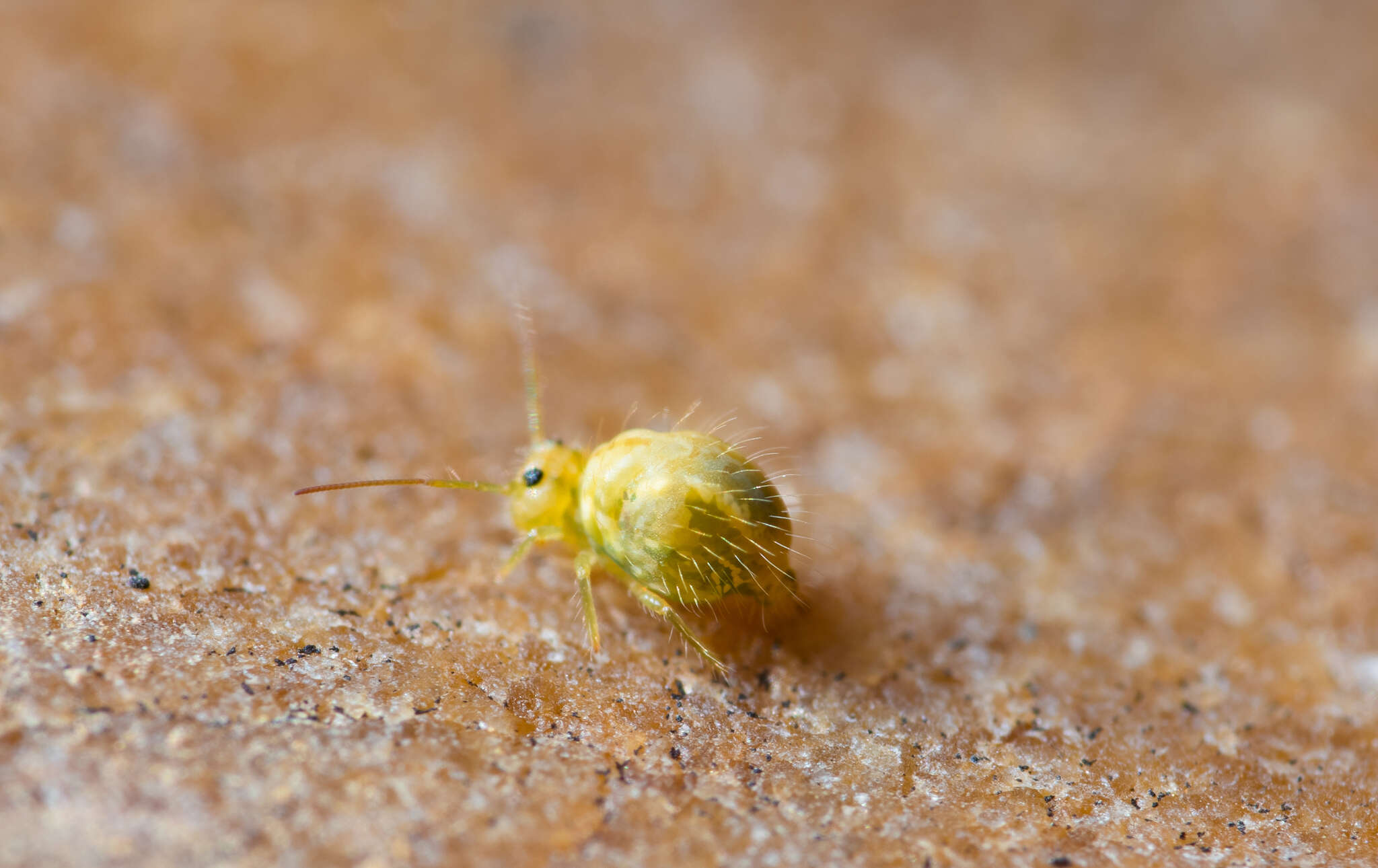 Image of Lucerne flea