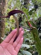 Image of Anthurium variegatum Sodiro