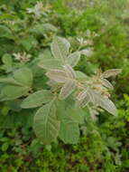 Image of Searsia tumulicola var. meeuseana (R. Fern. & A. Fern.) Moffett