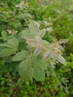 Searsia tumulicola var. meeuseana (R. Fern. & A. Fern.) Moffett resmi