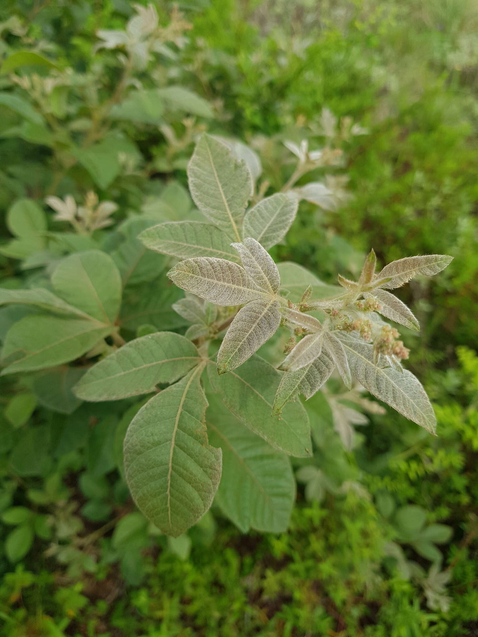 Searsia tumulicola var. meeuseana (R. Fern. & A. Fern.) Moffett resmi