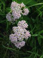 Sivun Achillea asiatica Serg. kuva