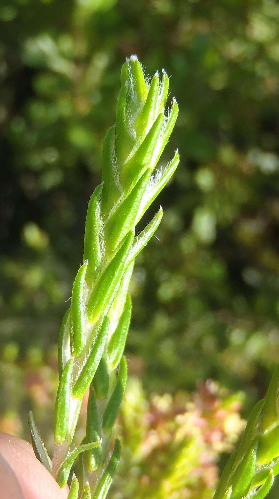 Image of Passerina rigida Wikstr.