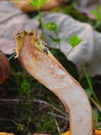 Image of Poplar Bolete