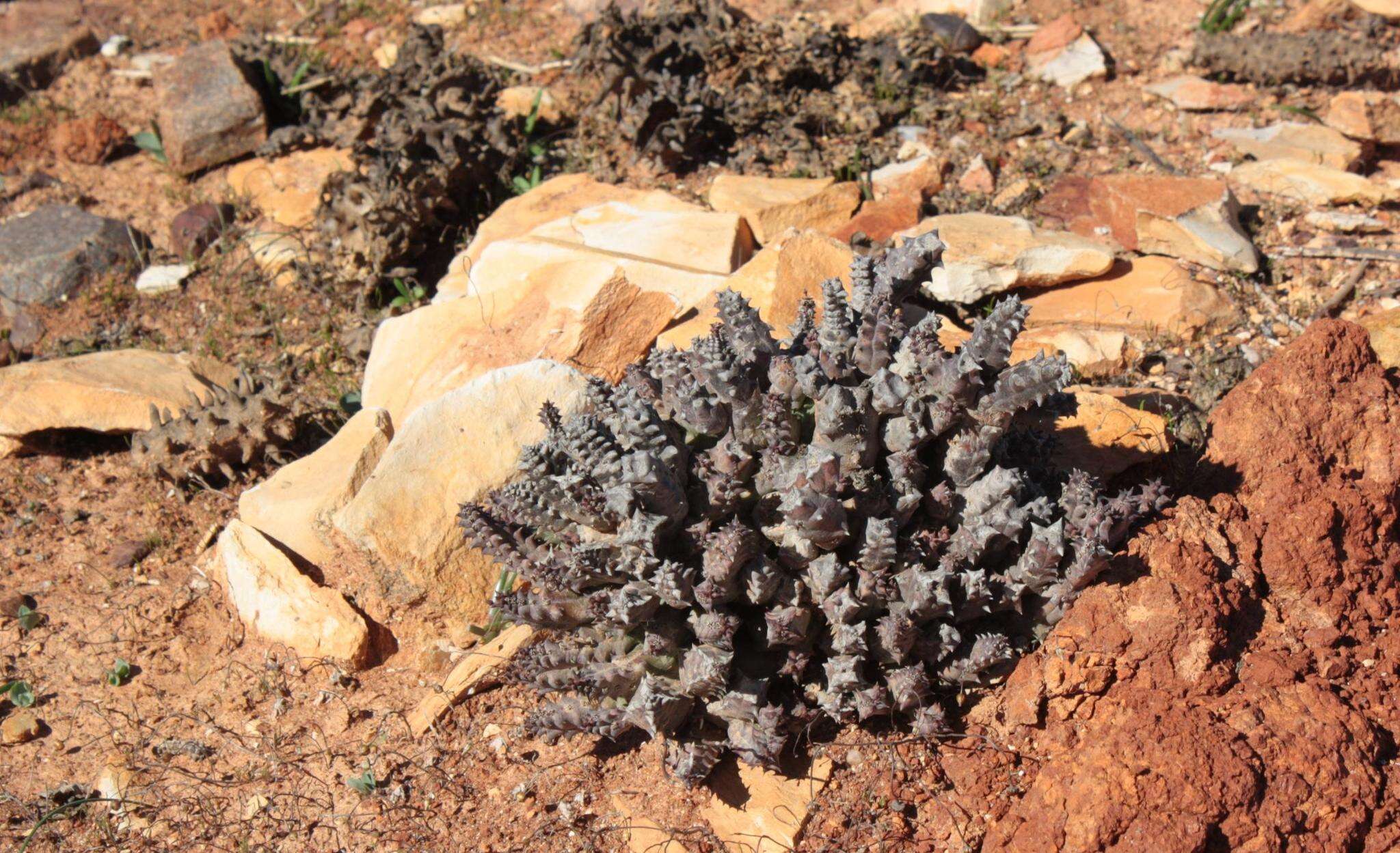 Image of Ceropegia incarnata subsp. hottentotorum (N. E. Br.) Bruyns