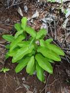 Image de Passiflora laurifolia L.