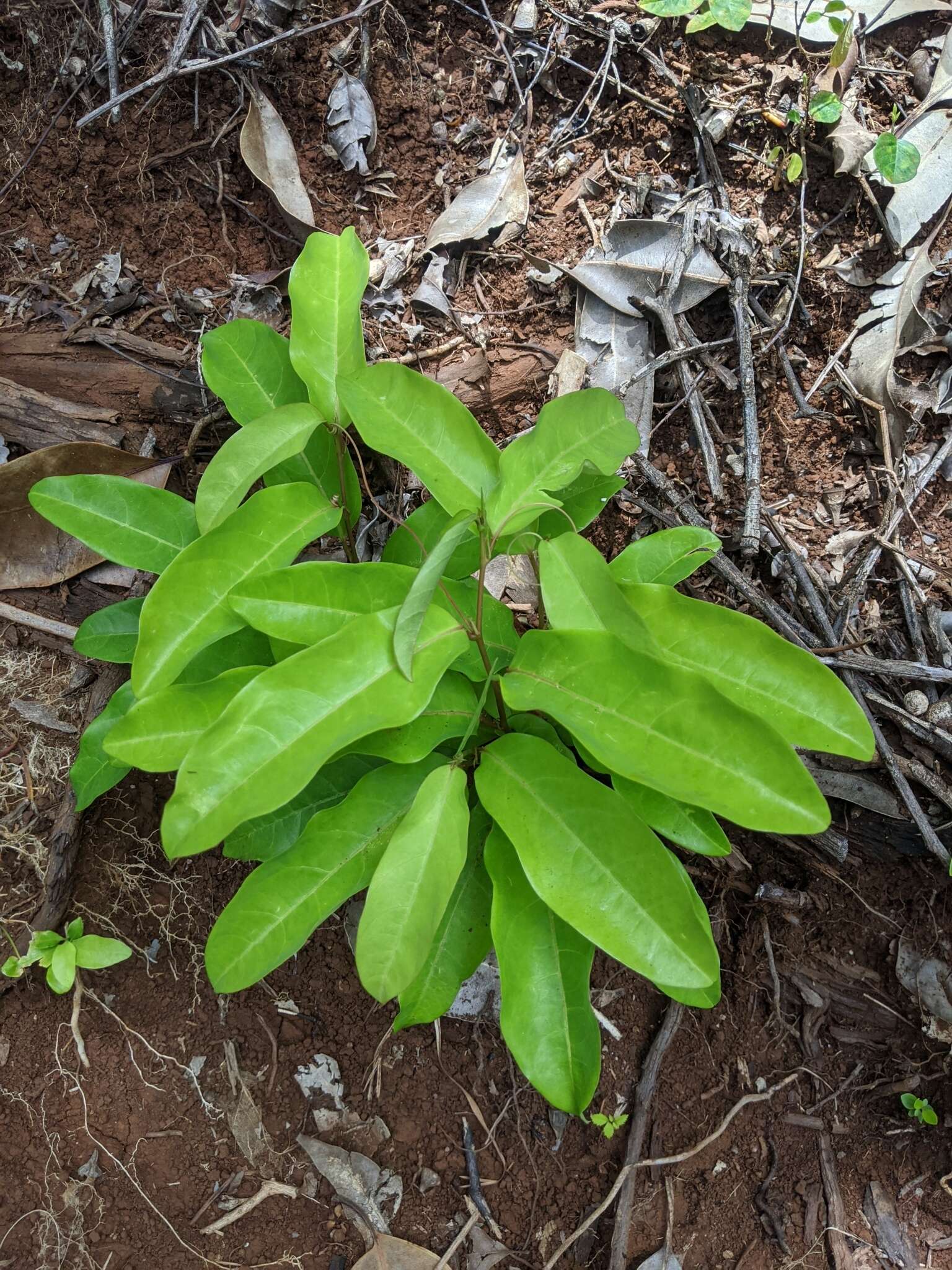 Image de Passiflora laurifolia L.