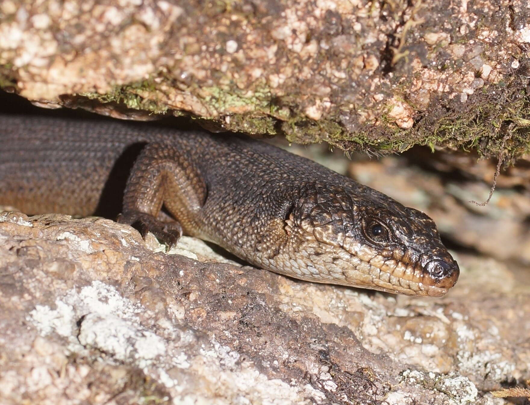 Image of Black Crevice-skink