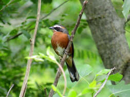 Image of Black-and-rufous Warbling Finch