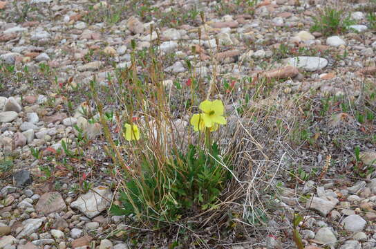 Слика од Papaver pulvinatum subsp. lenaense A. I. Tolmachev