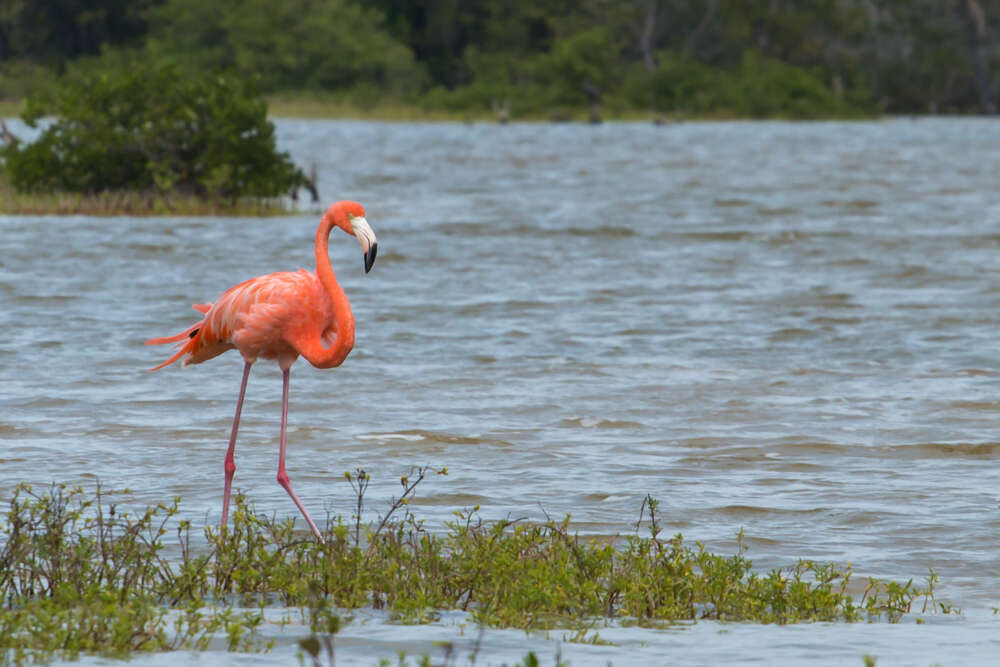 Imagem de Phoenicopterus ruber Linnaeus 1758