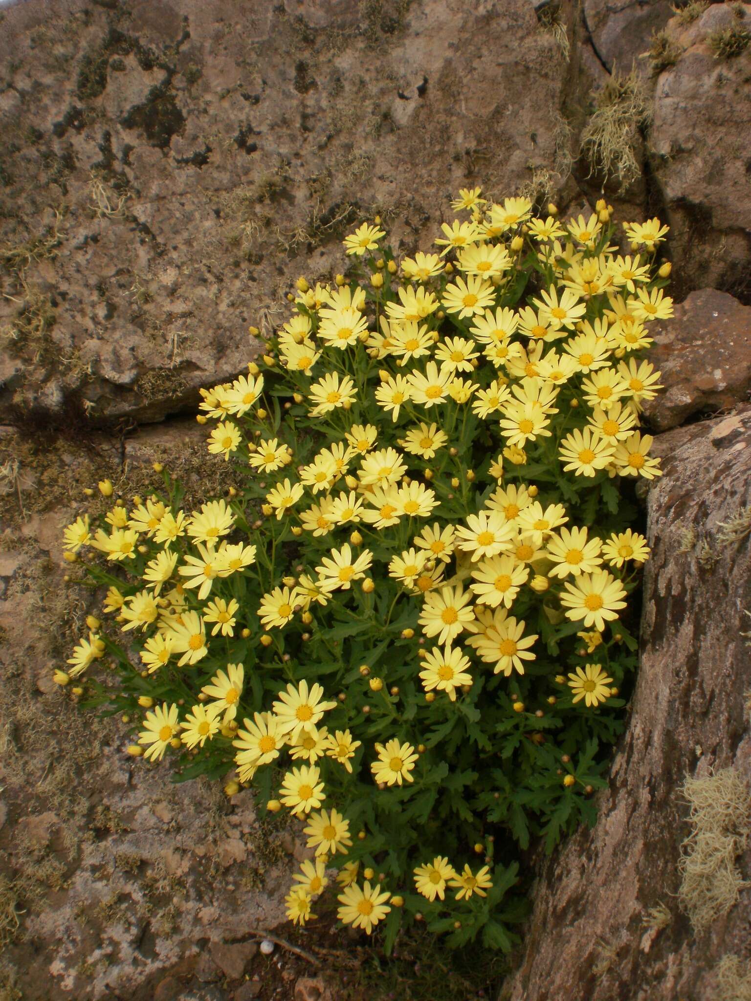 Image of Argyranthemum maderense (D. Don) C. J. Humphries