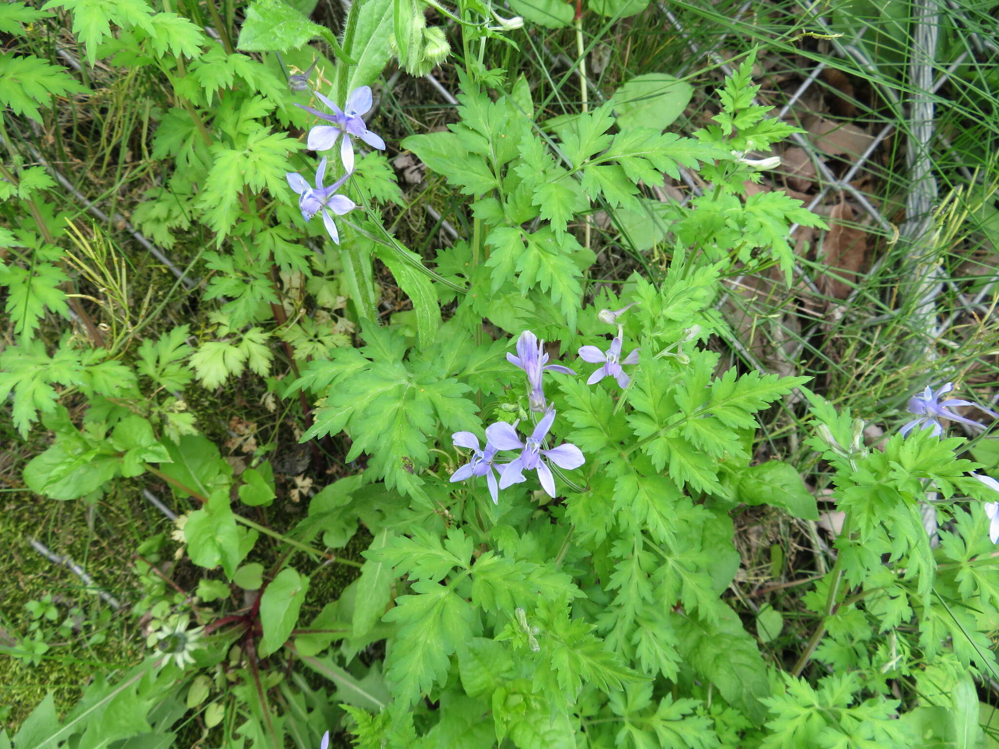 Image of Delphinium anthriscifolium Hance