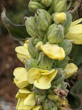 Image of Verbascum thapsus subsp. thapsus