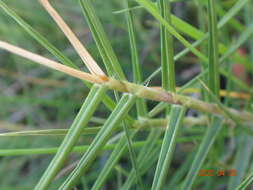 Image of Distichlis distichophylla (Labill.) Fassett