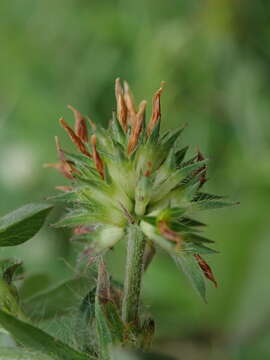 Image of sea clover