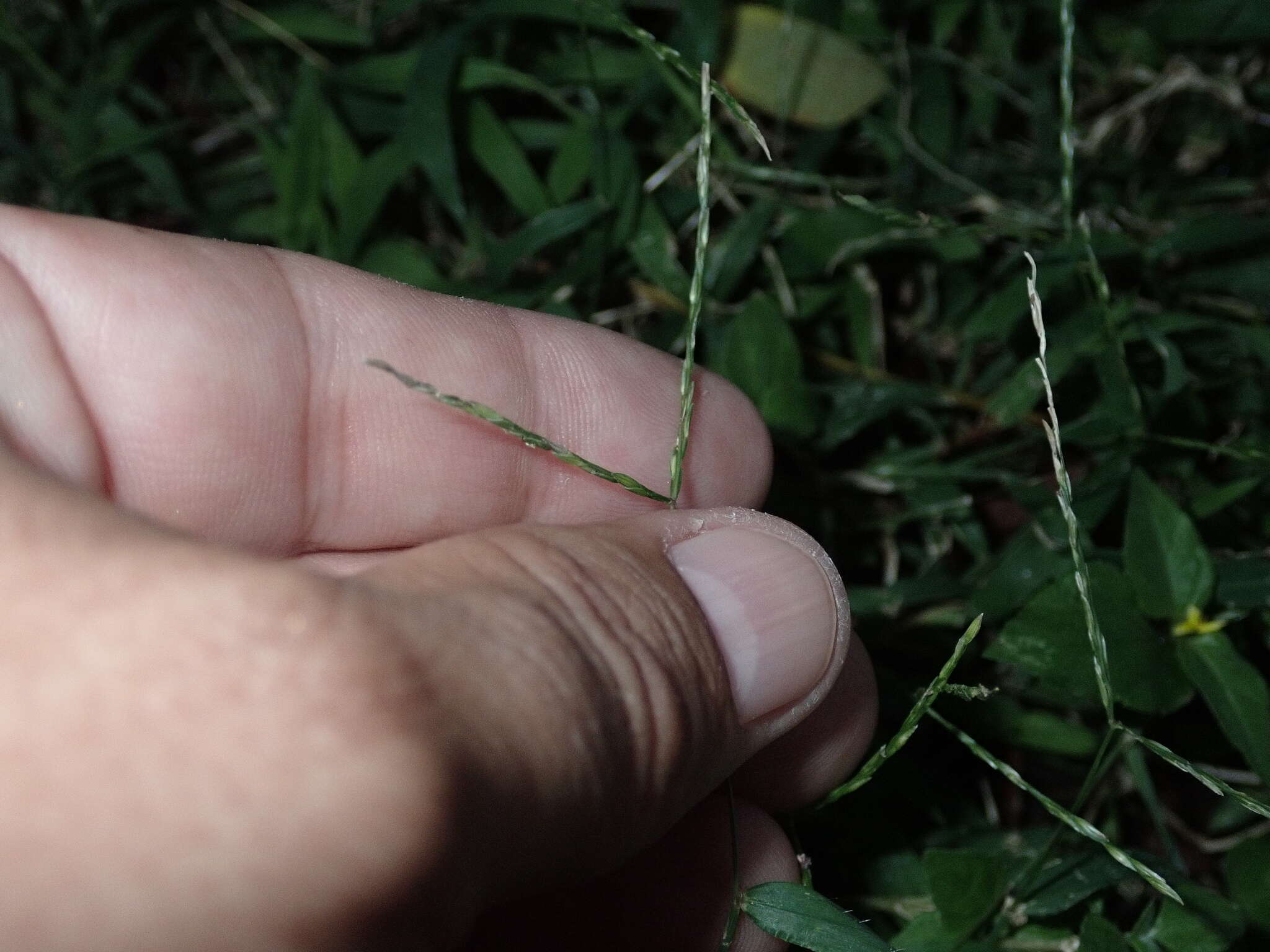 Image of Trailing Crab Grass