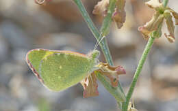 Image of <i>Euchloe penia</i>