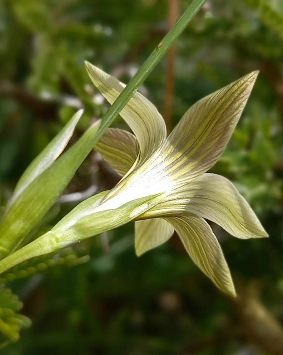 Image of Romulea longipes Schltr.