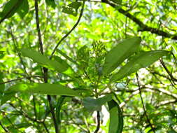 Photinia serratifolia var. daphniphylloides (Hayata) L. T. Lu的圖片