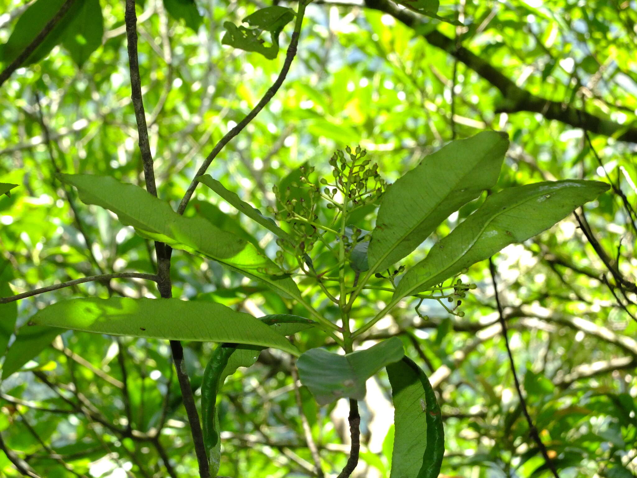 Photinia serratifolia var. daphniphylloides (Hayata) L. T. Lu的圖片