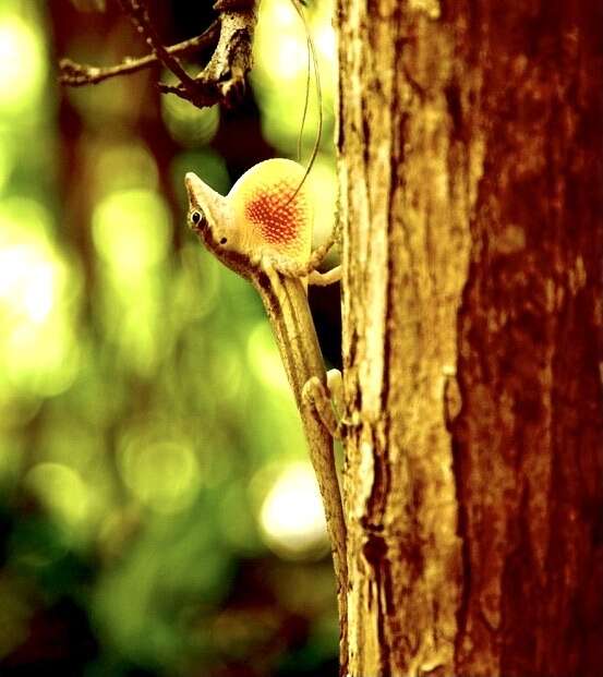 Image of Bluefields Anole