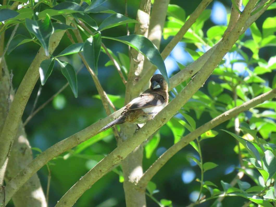 Image of White-rumped Munia