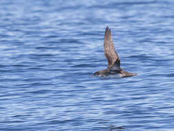 Image of Balearic Shearwater