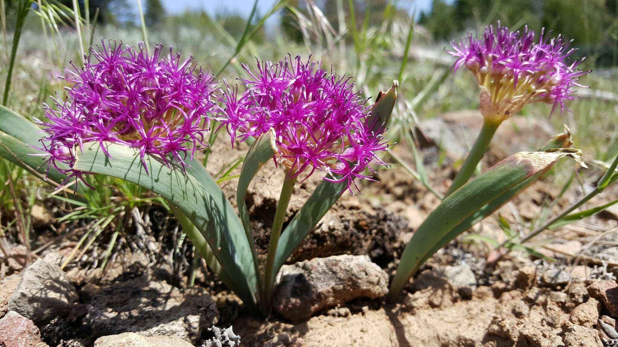 Image de Allium platycaule S. Watson