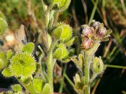 Image of Cynoglossum clandestinum Desf.