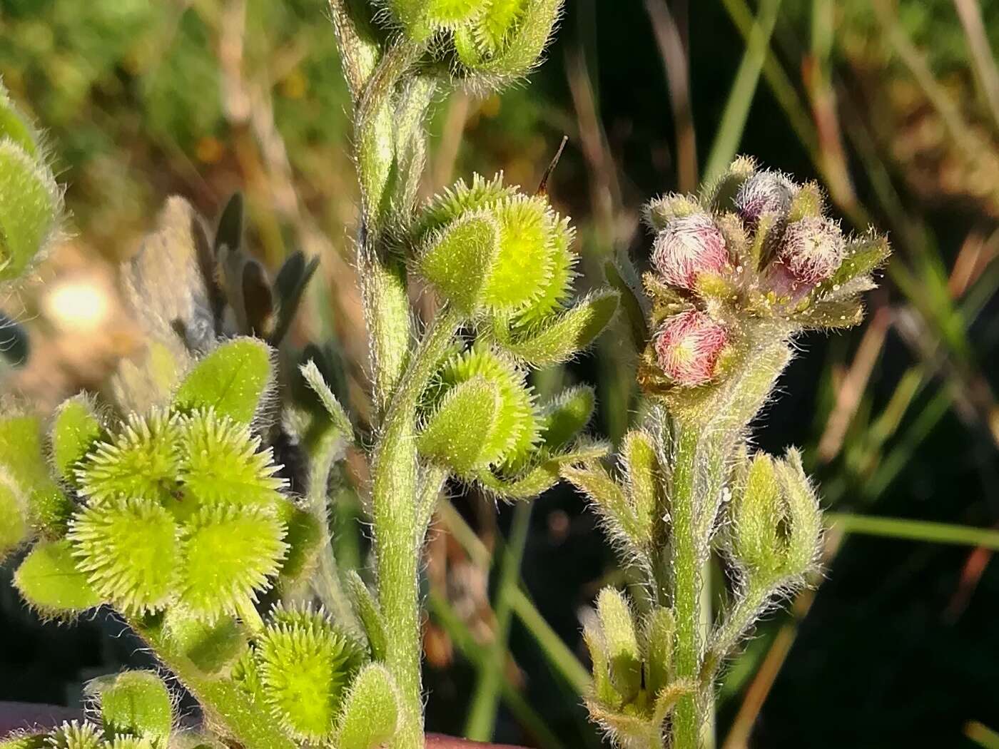 Image of Cynoglossum clandestinum Desf.