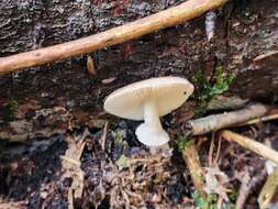 Image of Amanita solaniolens H. L. Stewart & Grund 1974