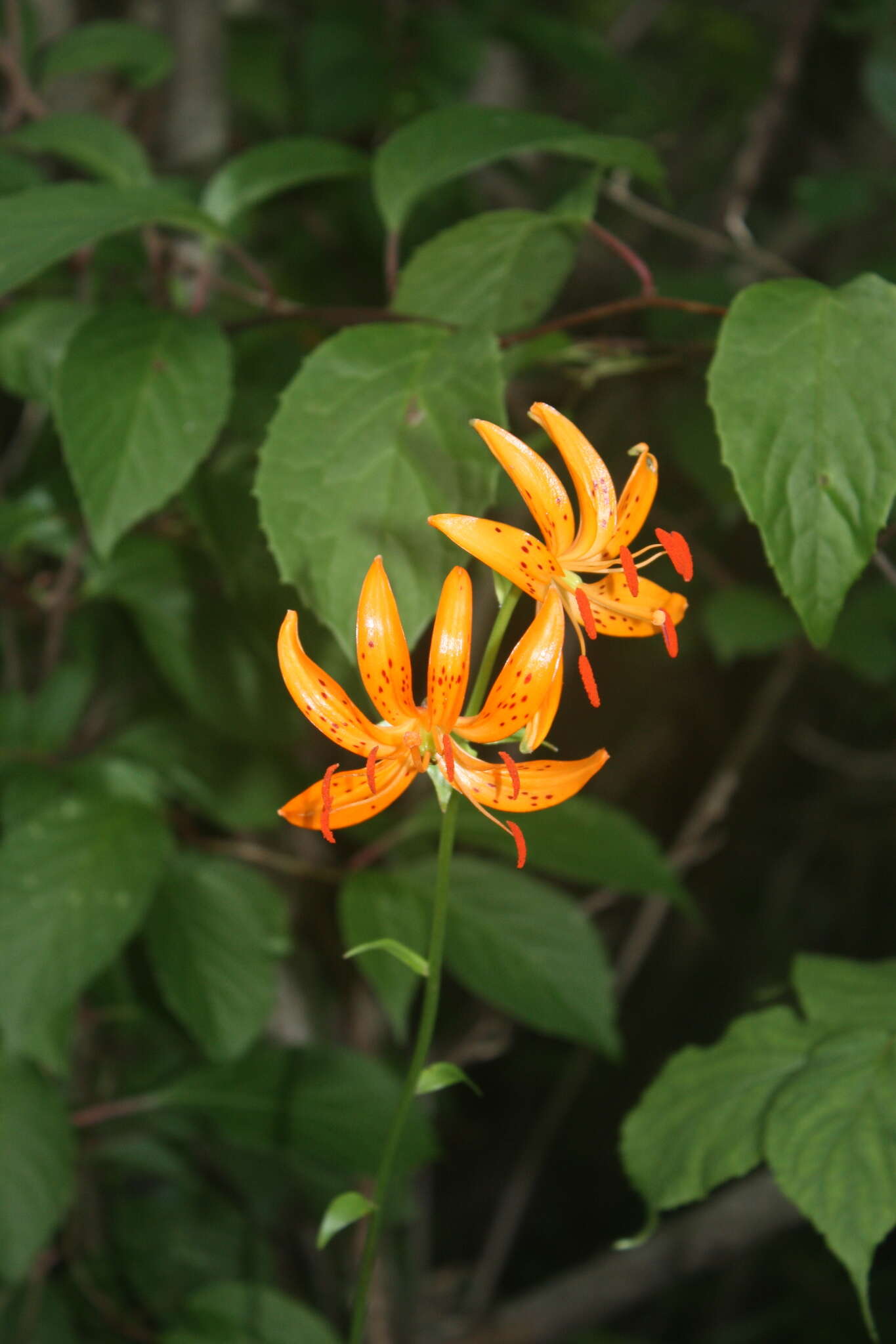 Image of Lilium distichum Nakai ex Kamib.