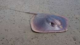 Image of Bennett's stingray