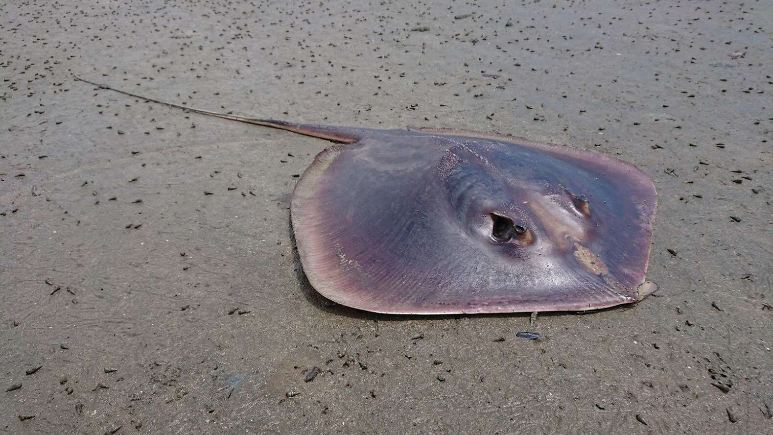 Image of Bennett's stingray