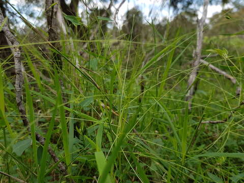 Imagem de Homopholis belsonii C. E. Hubb.