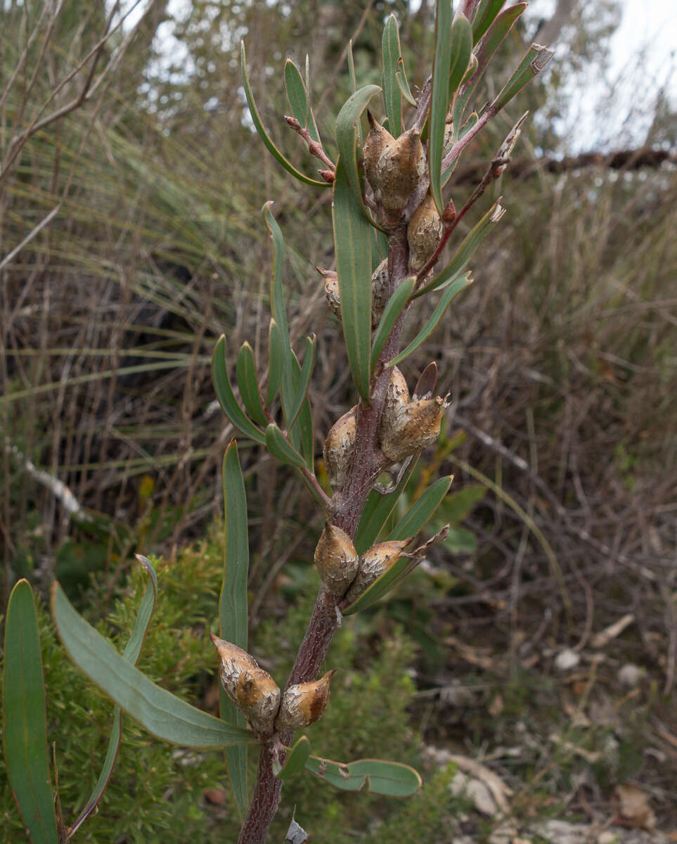 Image of Hakea carinata F. Müll. ex Meissn.