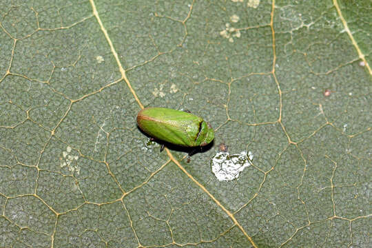 Image of Tettigometra (Tettigometra) virescens Panzer 1799