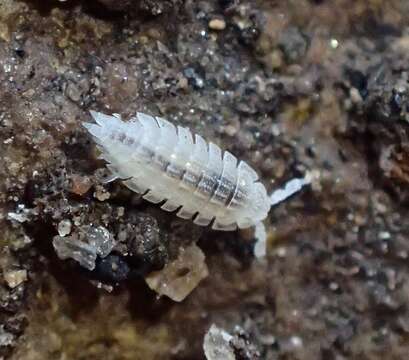 Image of Isopod