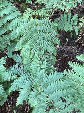 Image of Dryopteris oligodonta (Desv.) Pic. Serm.