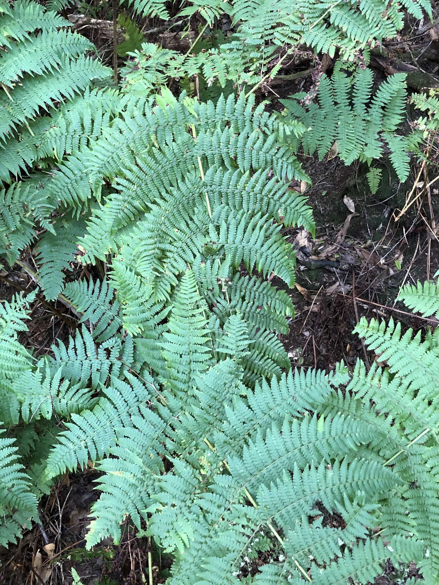 Image of Dryopteris oligodonta (Desv.) Pic. Serm.