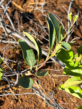 Image of Stenocarpus umbelliferus (J. R. & G. Forst.) Druce